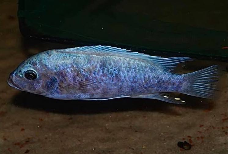 Maylandia callainos 'Makonde'